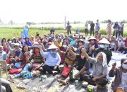 Kasmarni Panen Raya Bersama Masyarakat Kelurahan Titian Antui