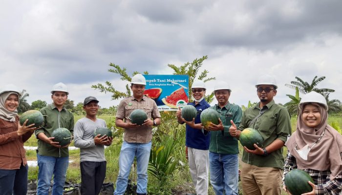 Kelompok Tani Mekarsari Binaan PT KTU Panen Raya Semangka 